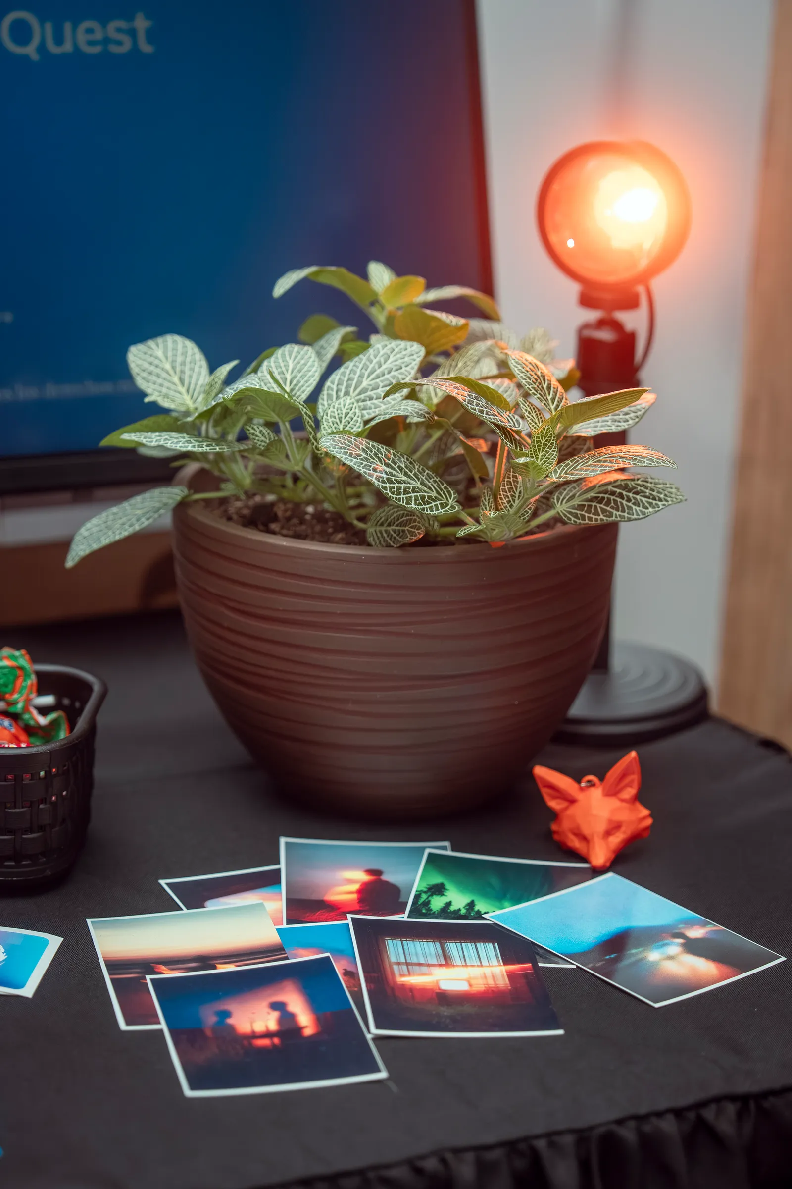 A potted plant and scattered exhibition photo prints on a table at the A Través del Iris installation